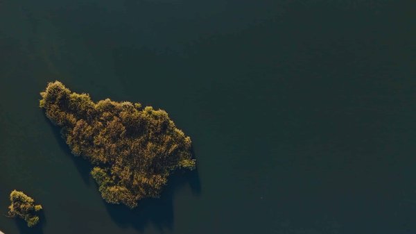 les meilleures plantes grimpantes pour habiller un treillage ou une pergola