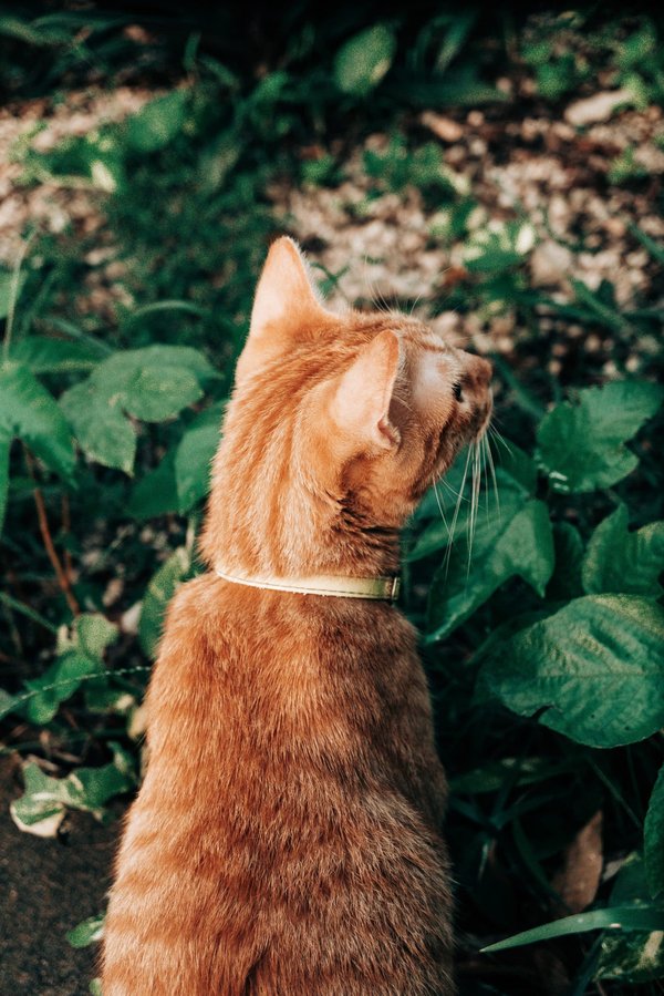 Comment faire pousser des herbes aromatiques sur un rebord de fenêtre ?